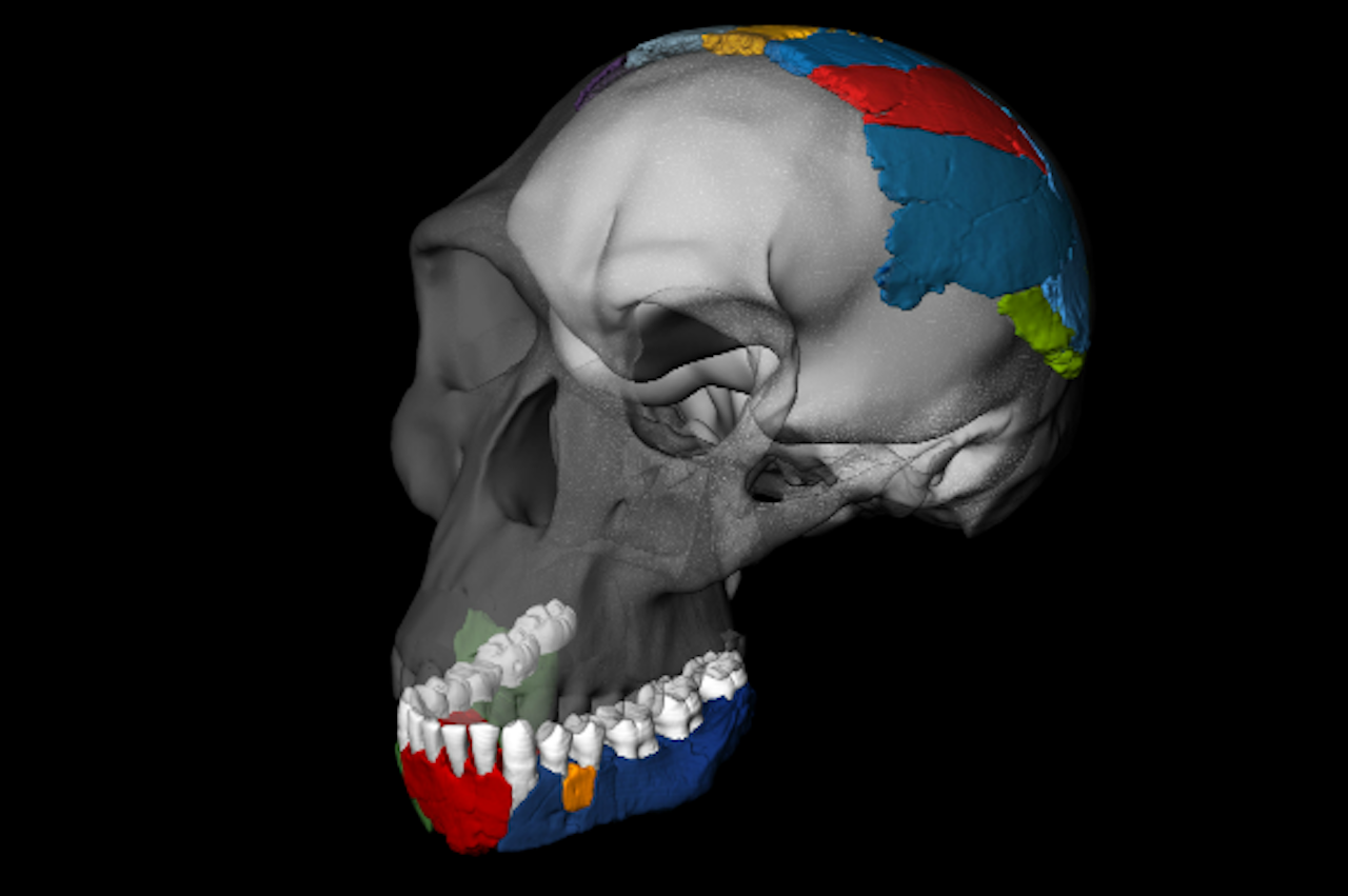Een reconstructie van de schedel van de Homo habilis, een mensensoort van ruim twee miljoen jaar geleden (Afbeelding: Philipp Gunz, Simon Neubauer en Fred Spoor)