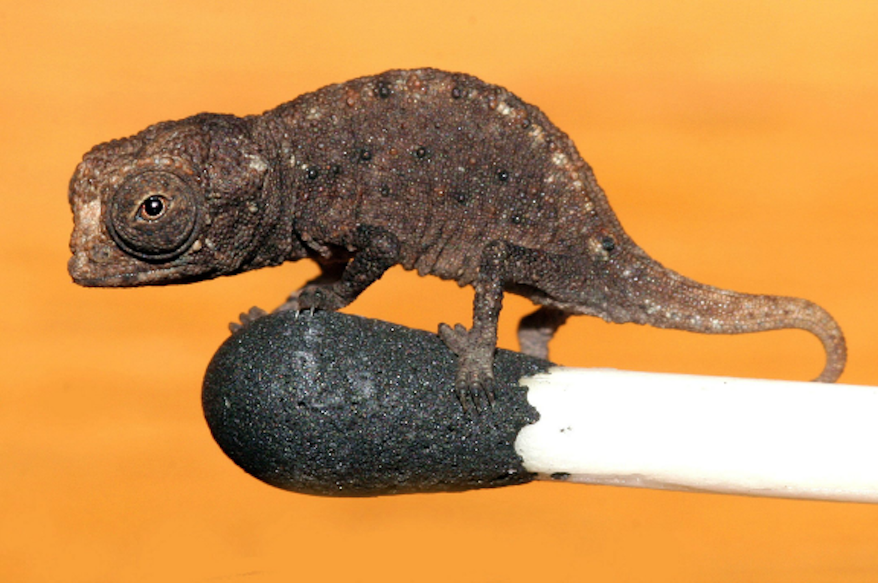 De theorie van de kameleonkracht zou verklaren waarom het heelal steeds sneller groter wordt. Maar die bizarre kracht is vrijwel onmogelijk te zien, omdat hij zich 'verstopt' als een kameleon.