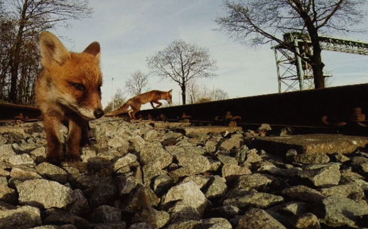 Fragment uit Amsterdam Wildlife, een film van Martin Melchers en Merel Westrik over de natuur van Amsterdam.