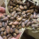 Cacao-bonen-1-578.jpg