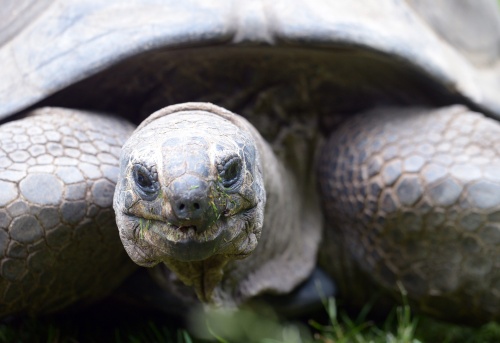 Archiefbeeld van een schildpad. EPA