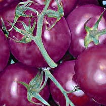 BNR De Nieuwe Wereld | Wat als… we paarse tomaten eten?