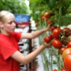 Tomaten-kwekerij-1-578.jpg