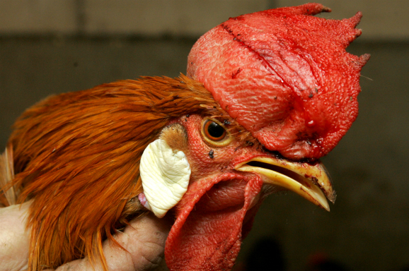 Een hobbyboer houdt een kip vast - Foto: ANP