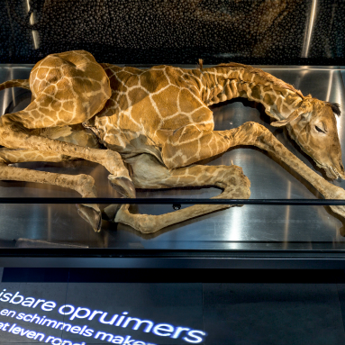 Het half-afgebroken kadaver van een giraffeveulen