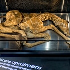 Dood giraffeveulen in Micropia. Foto Micropia, Thijs Wolzak.png