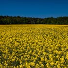 biobrandstof oil seed.jpg
