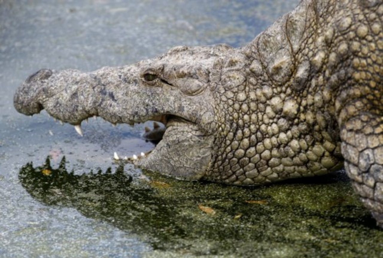Archiefbeeld van een krokodil. EPA