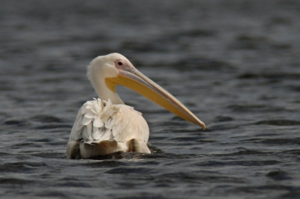 Archiefbeeld van een pelikaan. ANP