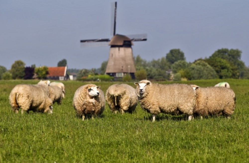 Archiefbeeld. ANP
