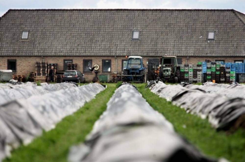De aspergestekerij in Someren. ANP