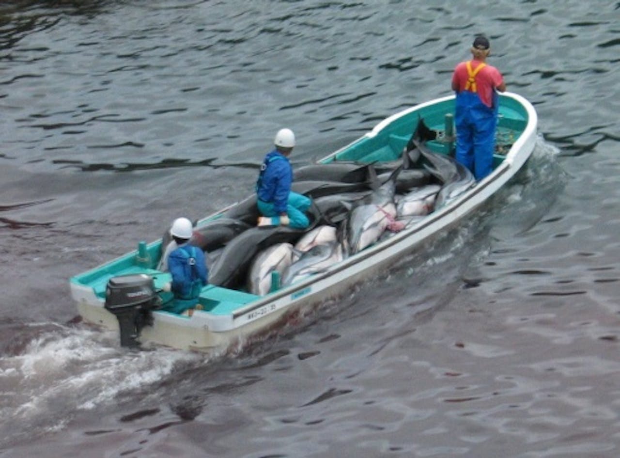 Japanse dolfijnjagers. EPA