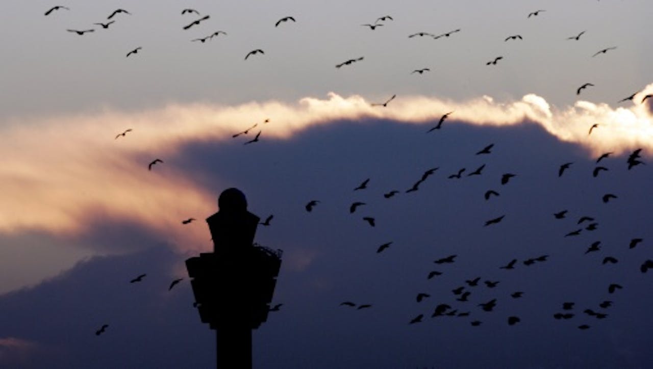 Vogels vliegen langs de luchtverkeerstoren van Schiphol (archiefbeeld). ANP
