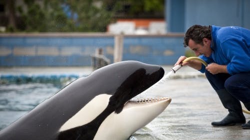 Orka Morgan met haar verzorger in het Dolfinarium. ANP