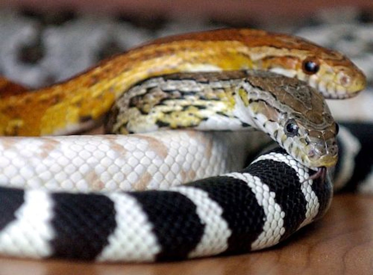 Slangen. Archiefbeeld uit 2005. EPA