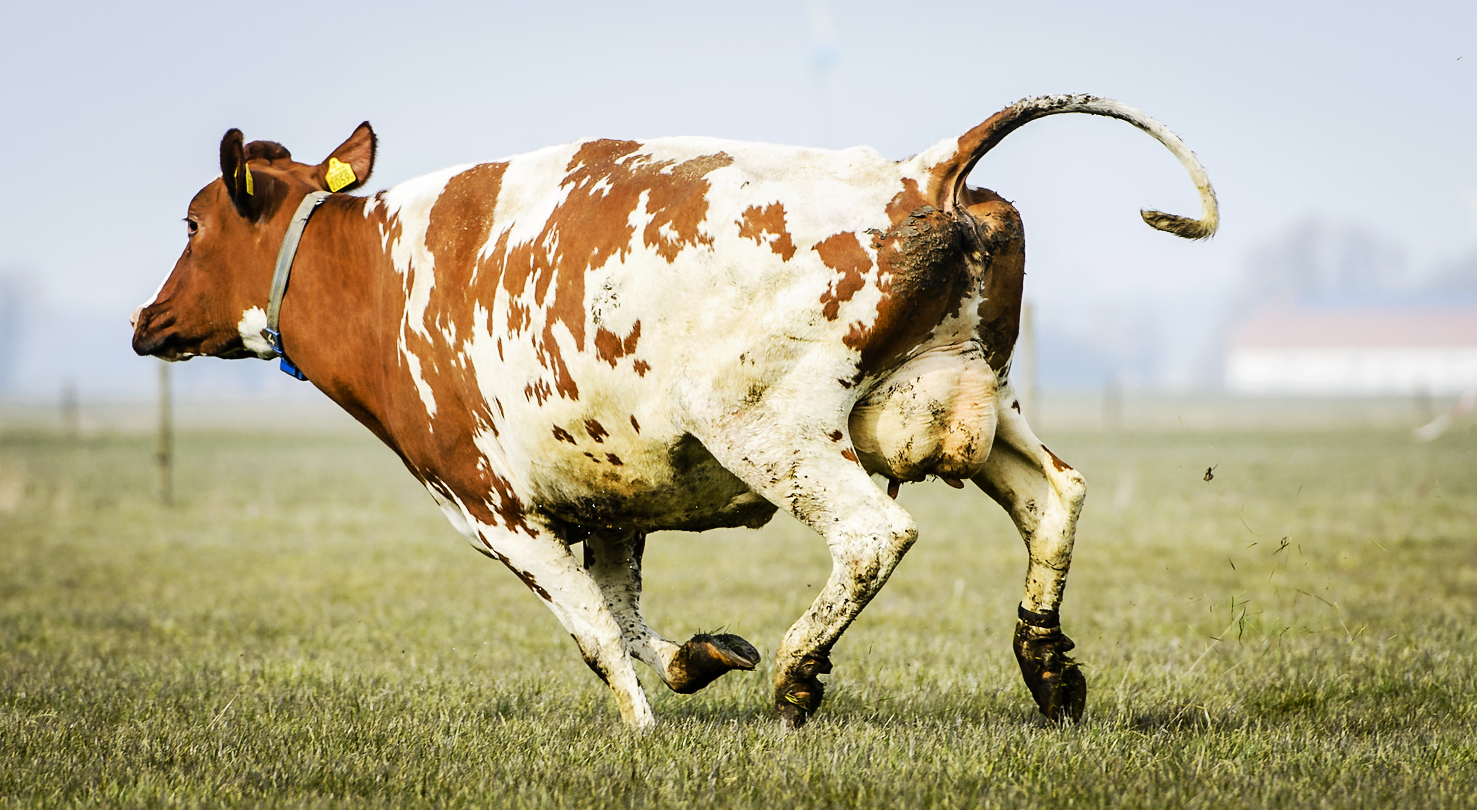 10218065_koe-mest-vee?fit=crop&crop=faces&auto=format%2ccompress&q=45&cs=tinysrgb&w=1024&h=576