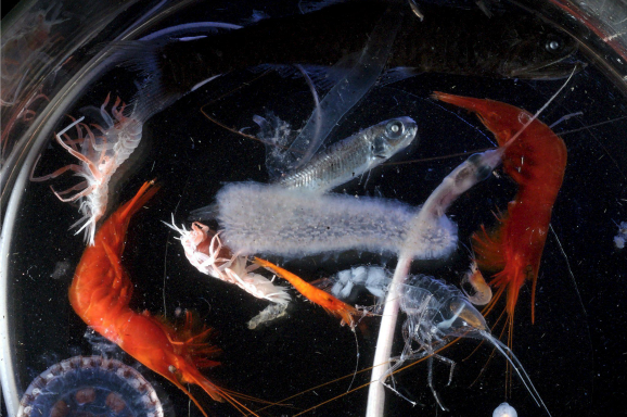 Zoöplankton / Foto ANP