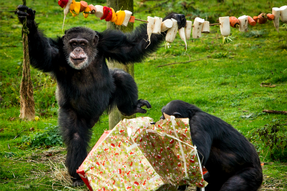Chimpansees in Safaripark Beekse Bergen genieten ook van hun kerstdiner. Foto ANP