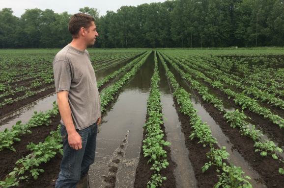 Aardappelboer Twan van der Heijden tussen zijn aardappels. Foto Rogier van Dankerlui / BNR