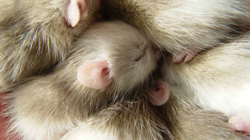 De veeltepelmuis (een rat) ziet er knuffelbaar uit en wordt in Afrika veel als huisdier gehouden, maar kan gevaarlijk zijn omdat ze het lassa-virus kunnen overbrengen (Foto: batwrangler, via Flickr)