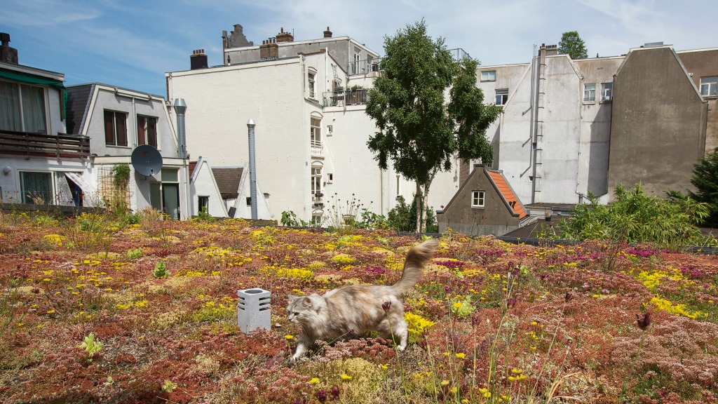 Met een daktuin kun je je waterlabel opwaarderen. Foto: ANP