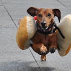 hond-worstenbroodje.jpg