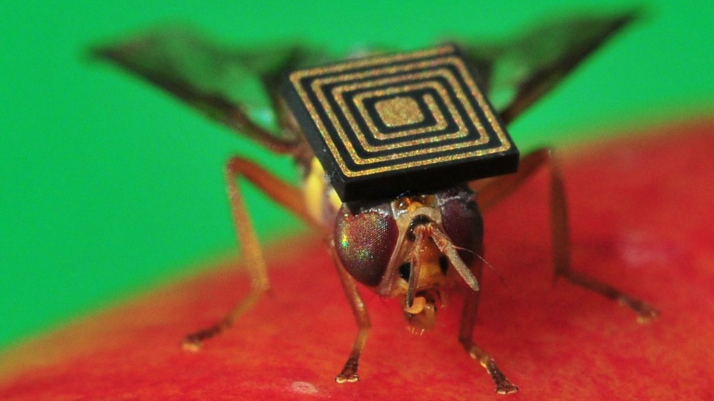 Een Australische bionische fruitvlieg met een sensor op. Foto ANP