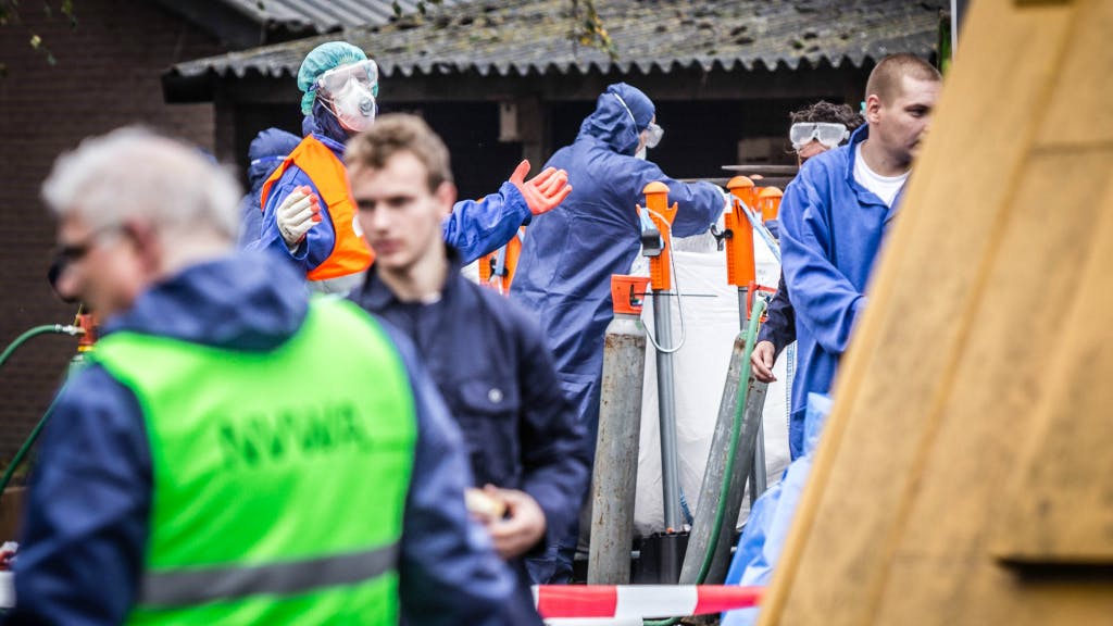 Medewerkers van de NVWA bij een eerdere ruiming. Foto ANP