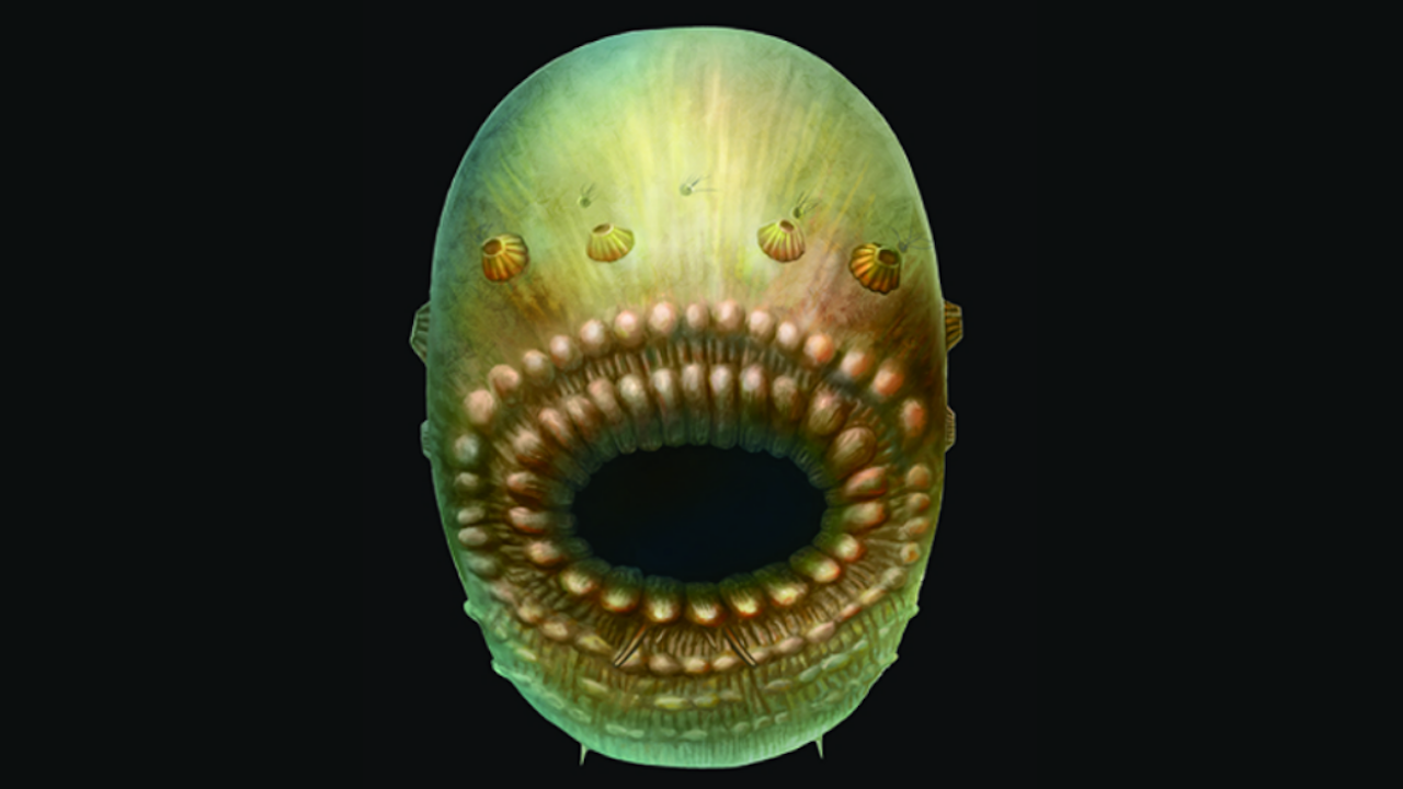 Reconstructie van de Saccorhytus coronarius, op basis van gevonden fossielen. Deze verre voorouder was waarschijnlijk niet groter dan een millimeter. (Afbeelding: S Conway Morris / Jian Han)