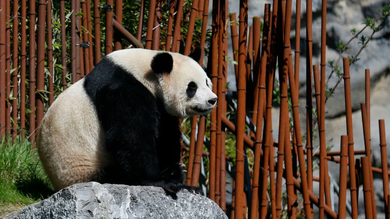 Panda Hao Hao. Foto: HH/Ye Pingfan Xinhua