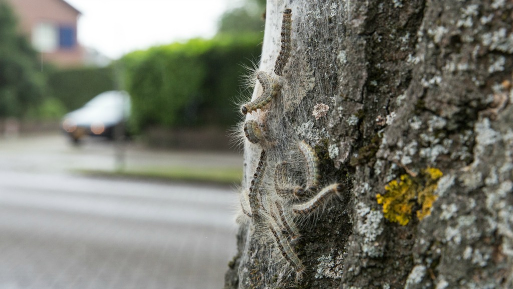 Foto: HH/Caspar Huurdeman