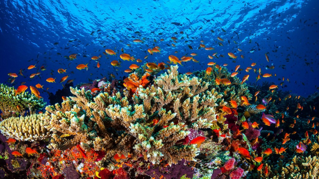 Foto: ANP - Great Barrier Reef