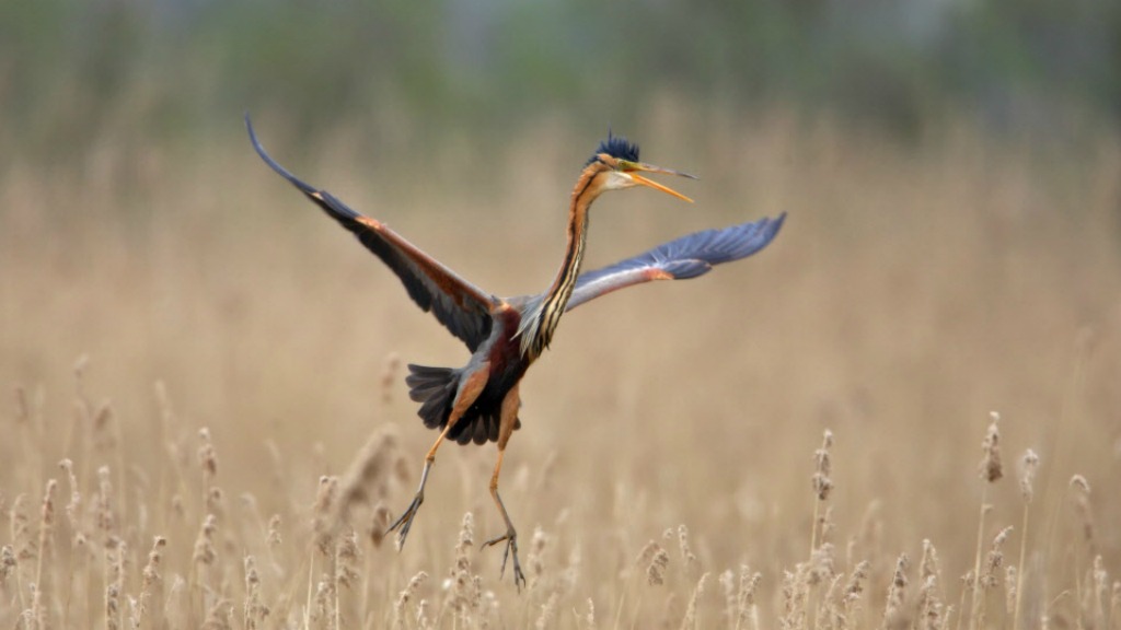 Ook de purperreiger houdt van rust. Foto: HH/Jan van de Greef