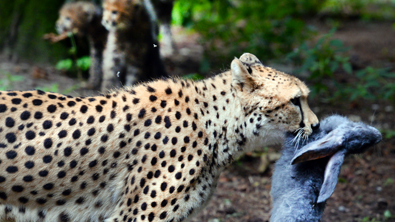 De moeder van een jachtluipaardzesling met een konijn in haar bek in dierenpark Burgers Zoo, in 2014. Op de achtergrond twee van de welpen. (Foto: ANP)