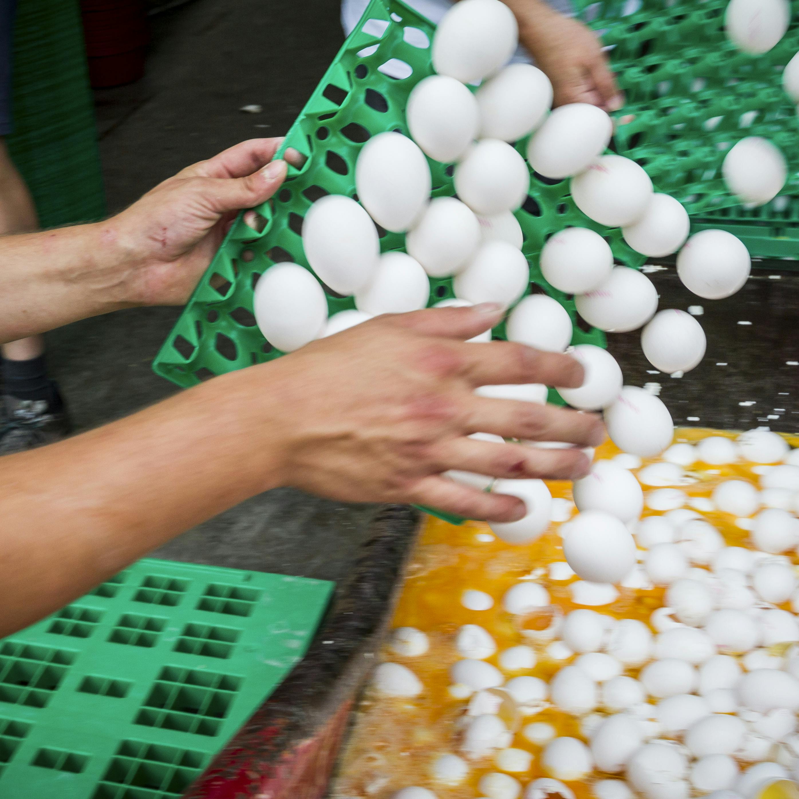 NVWA: 147 bedrijven dicht, alle besmette eieren uit schappen