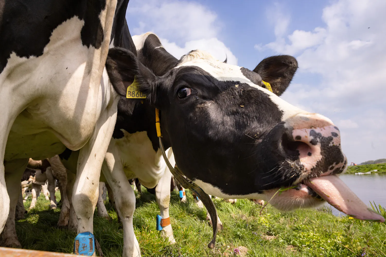 Melk is goed voor elk, maar ook voor deze prijs? | BNR Nieuwsradio