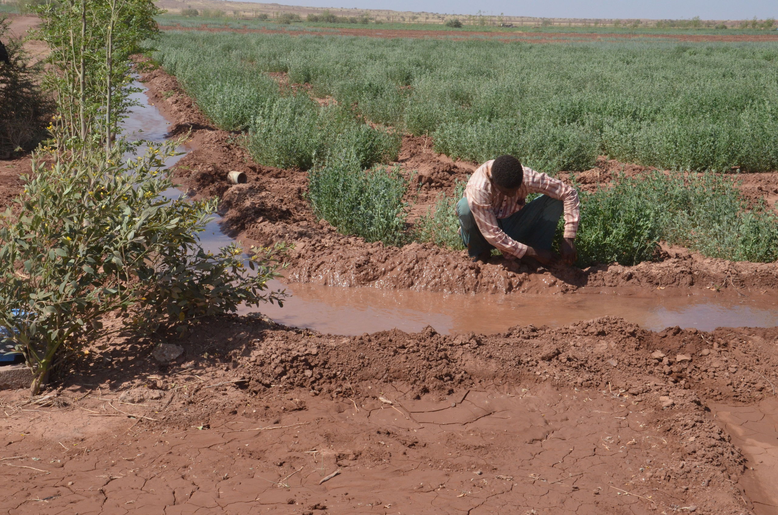 Boerderij in Afrika.