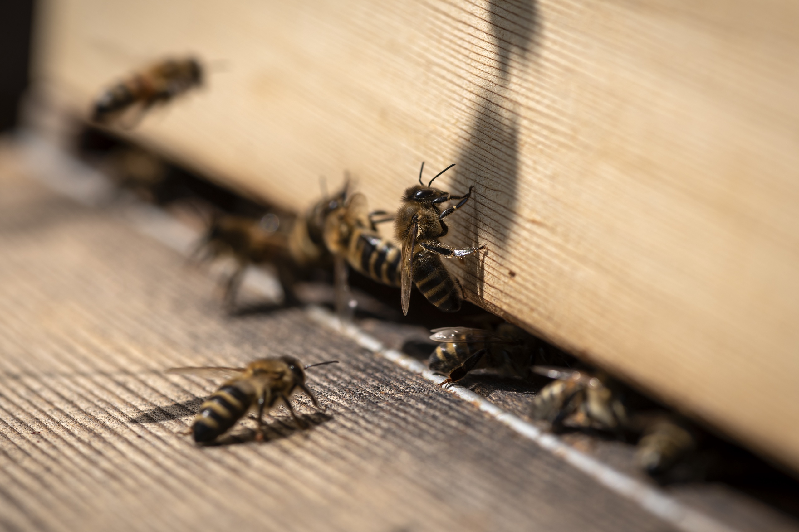 Volgens Van der Wiel is het een probleem voor de imago van honing. 