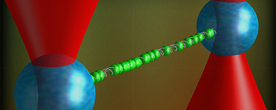 Een enkel DNA-molecuul dat is opgespannen tussen twee blauwe balletjes die vast worden gehouden met rode laserstralen. Groen opgelichte stukjes, die aan het DNA zijn toegevoegd maken het uitgerekte DNA zichtbaar in de microscoop die Peterman en Wuite ontwikkelden.