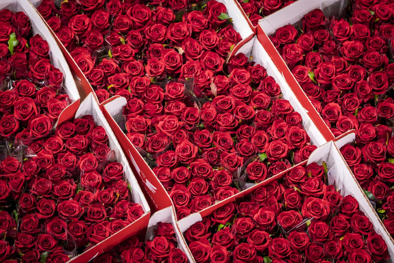 1899-12-30 00:00:00 AALSMEER - Bloemenveiling FloraHolland draait op volle toeren voor Valentijnsdag. De aantallen zijn bijna een verdubbeling ten opzichte van een normale handelsweek. Rozen, tulpen en chrysanten in een roodtint zijn het populairst. ANP LEX VAN LIESHOUT