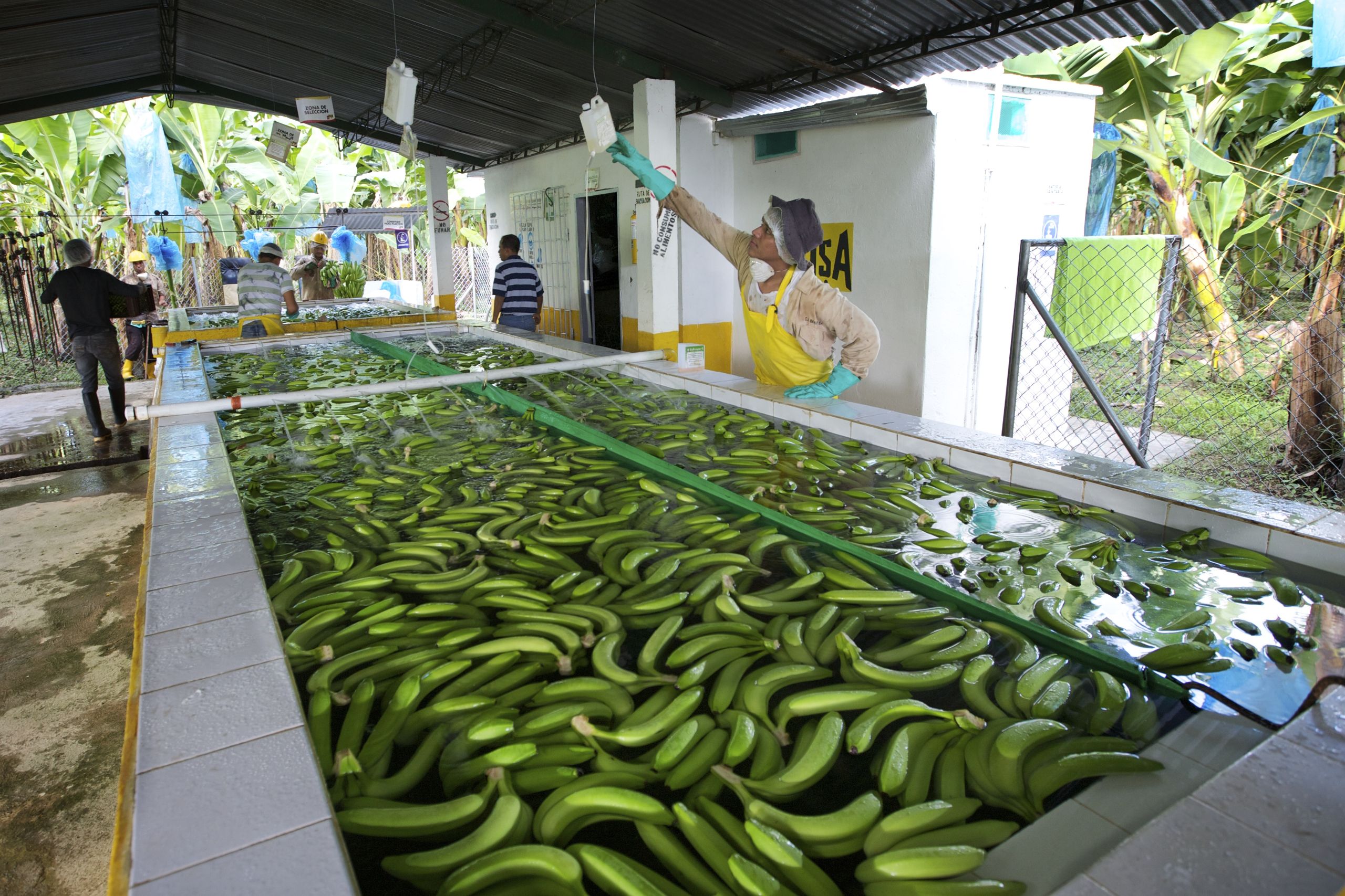 Bananen worden gewassen op de Fair Trade bananenplantage FISA in Colombia.