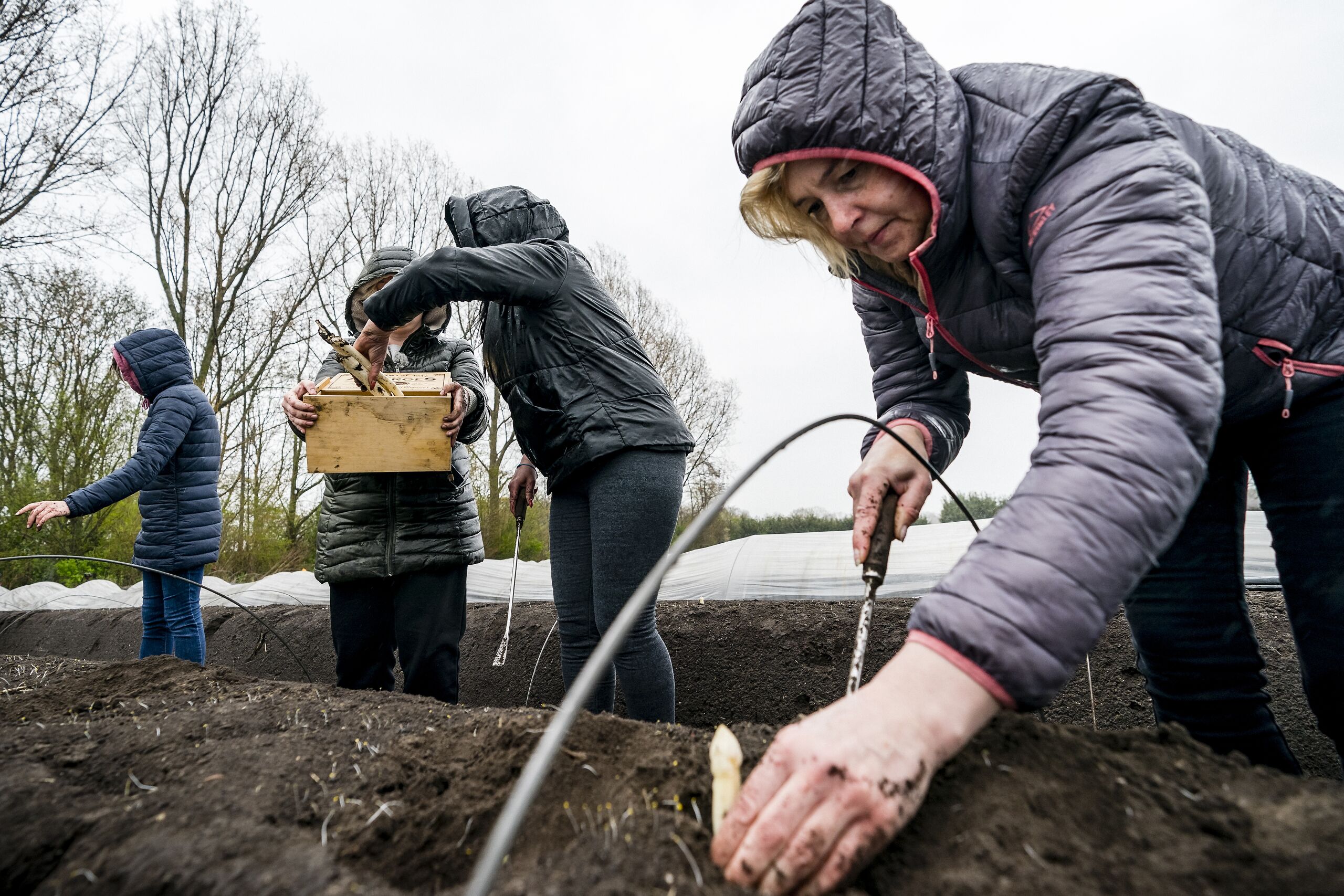 Oekraiense vluchtelingen tijdens de eerste steek van de Brabantse Wal Asperge door het keukenteam van Avondvrede, een opvanglocatie voor Oekraïense vluchtelingen in Bergen op Zoom.