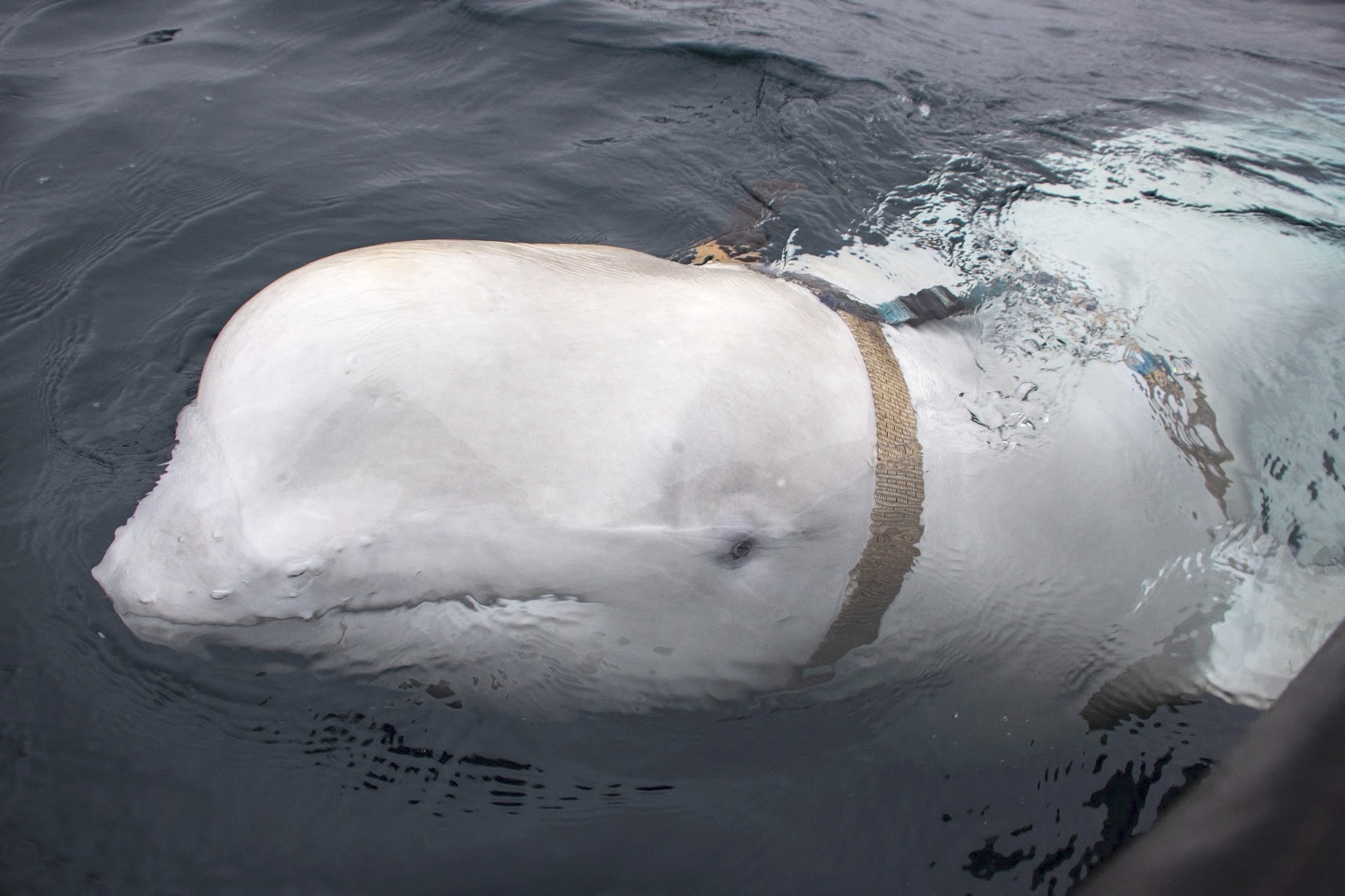Deze witte dolfijn werd in april 2019 voor de Noorse kust ontdekt met een harnas om waarop een camera kon worden bevestigd. De dolfijn zou uit Rusland komen. 