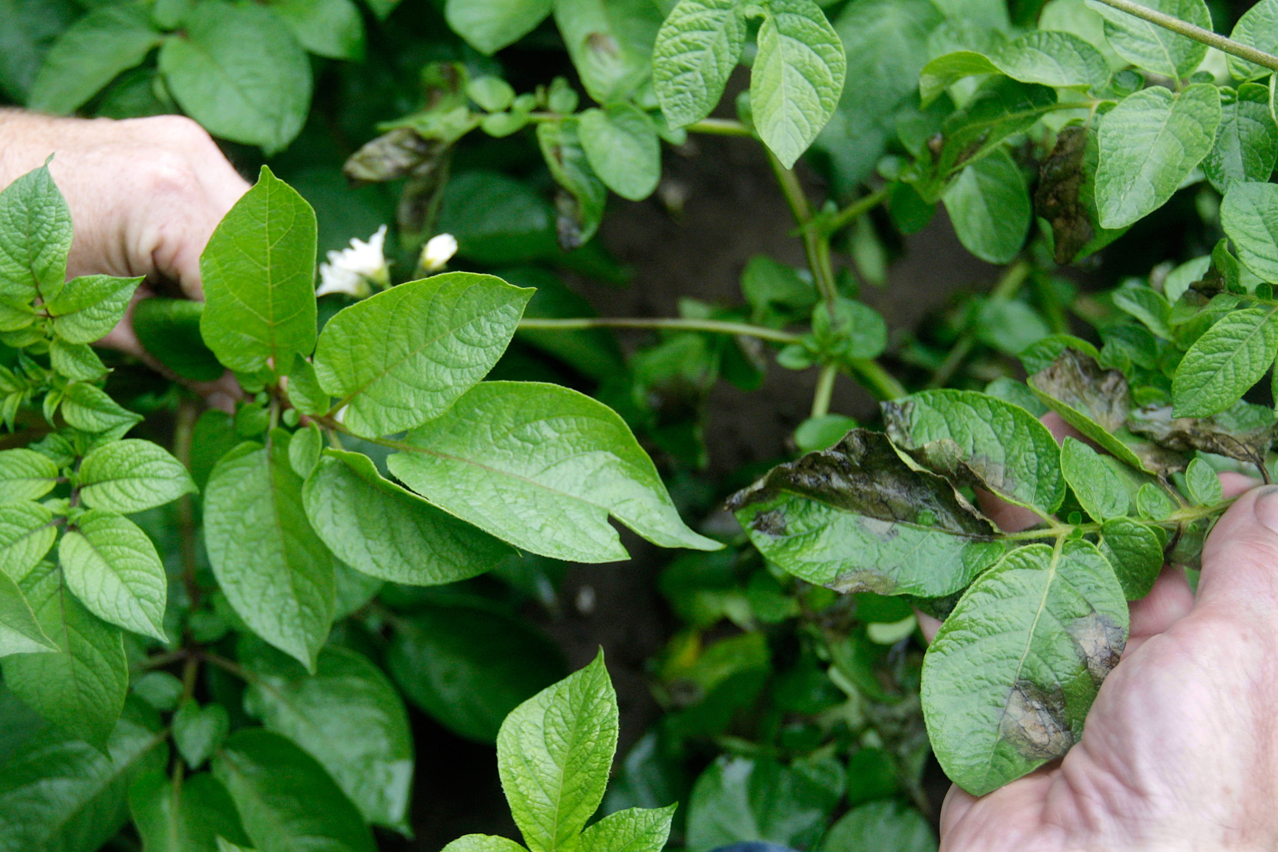 Links een gemodificeerde aardappelplant en rechts een niet gemodificeerde, zieke plant.