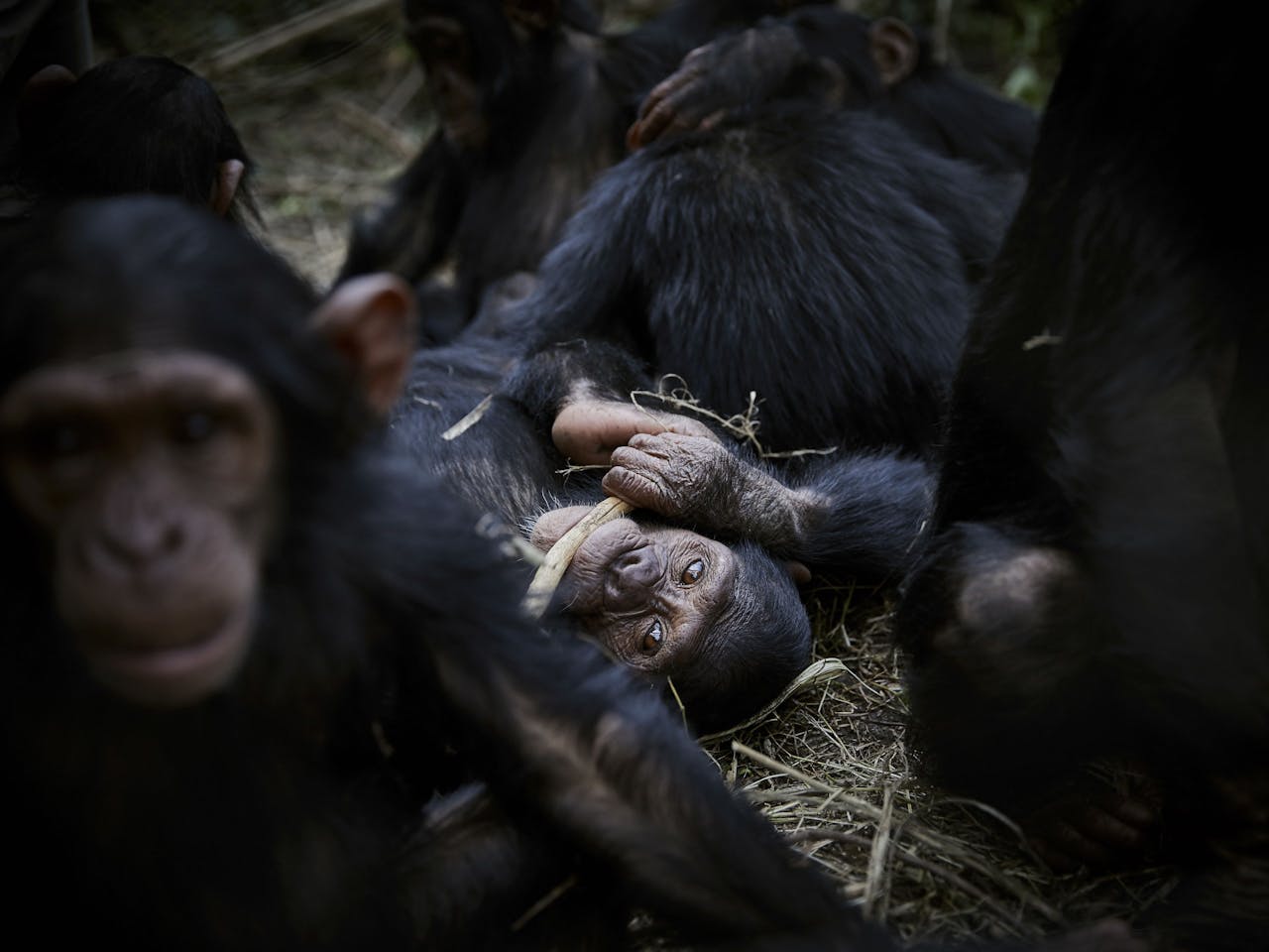 Een groep verweesde chimpansees, prooi gevallen aan stroperij in de Democratische Republiek Congo. Tijdens de coronacrisis lijkt stroperij in ieder geval in Afrika aan te trekken.