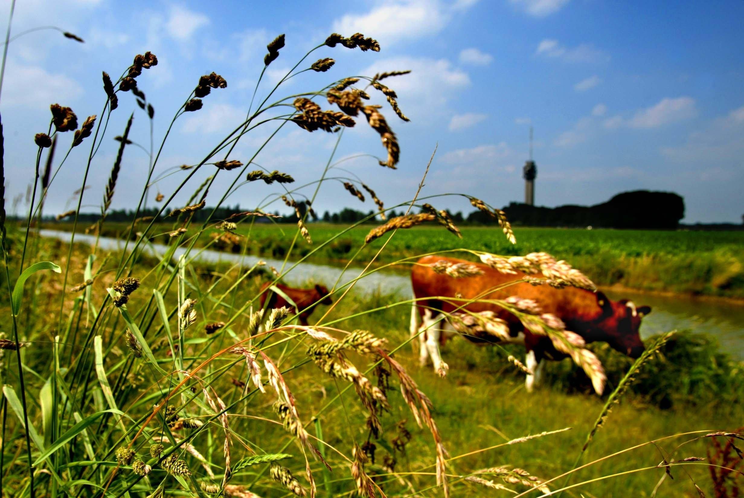 ANP FOTO/ROBIN UTRECHT