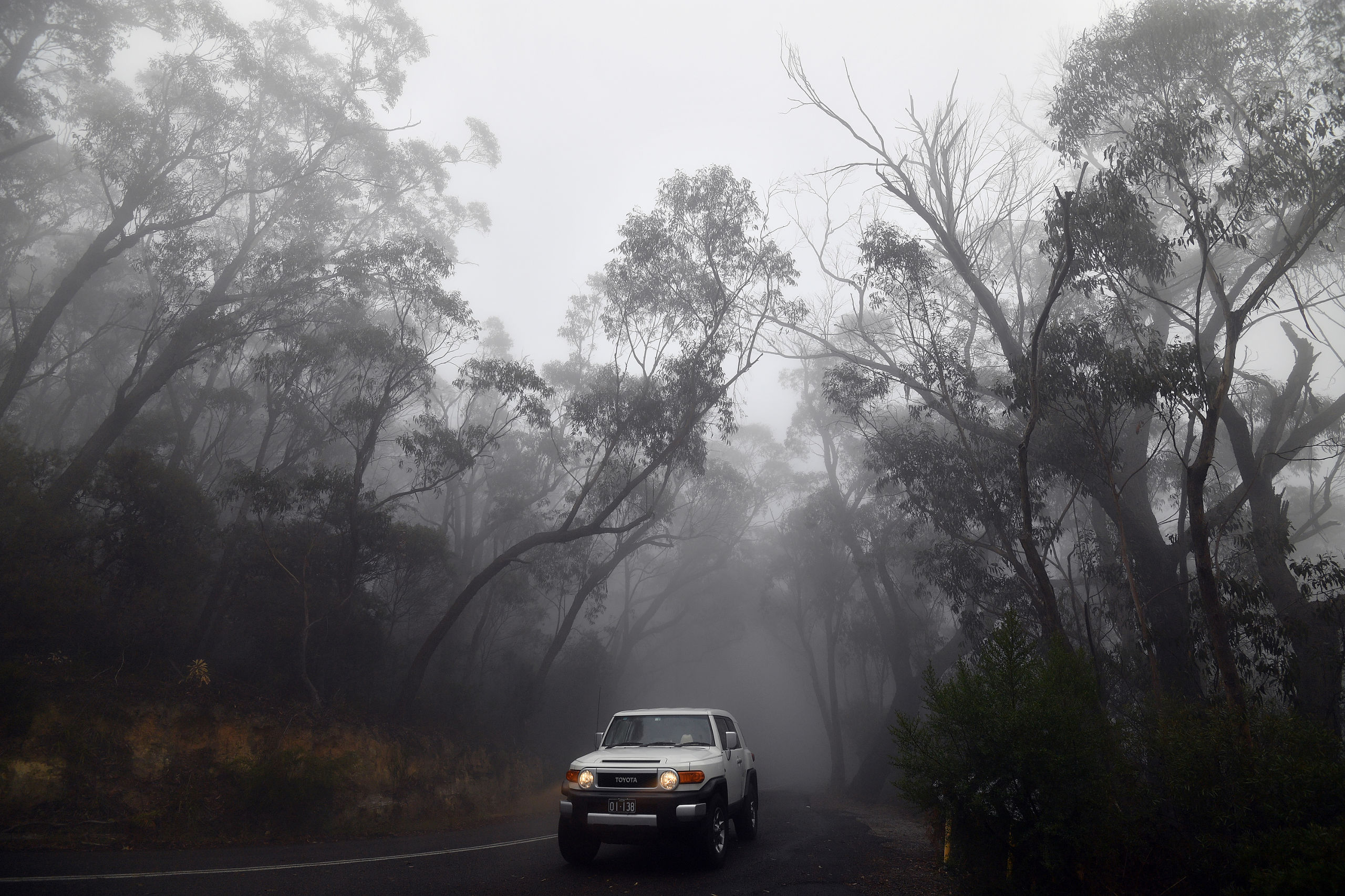 De bosbranden in Australië hebben al vele duizenden vierkante kilometers bos vernietigd. 