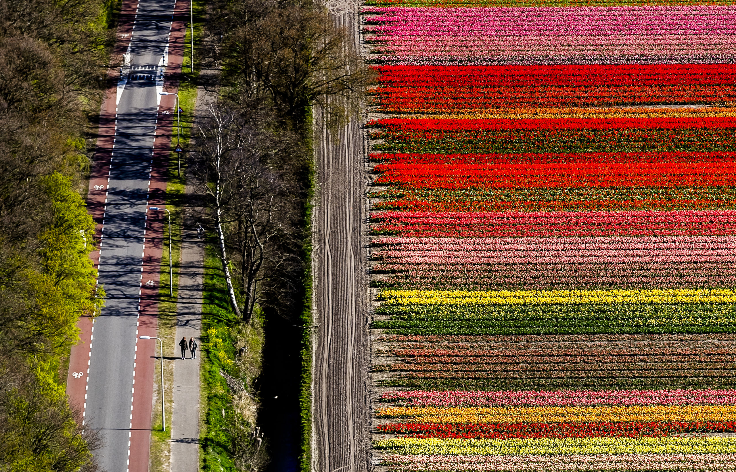 De bollenvelden van de Keukenhof in volle bloei.