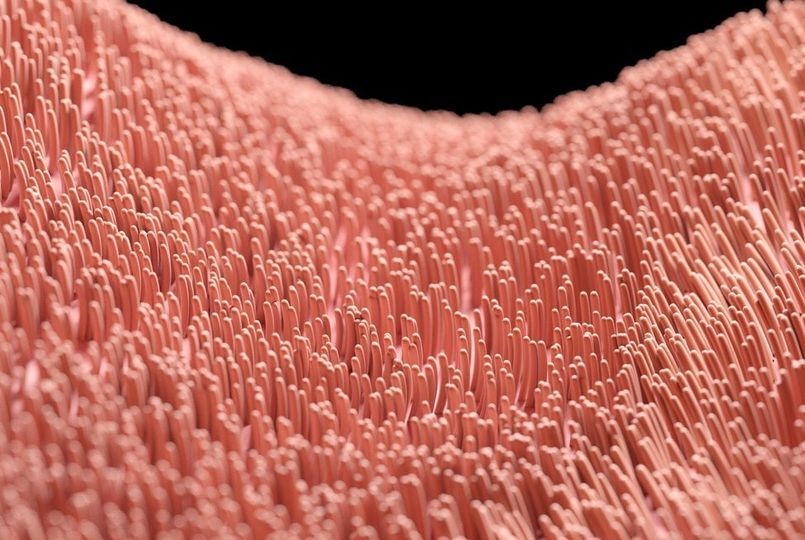 Cilia