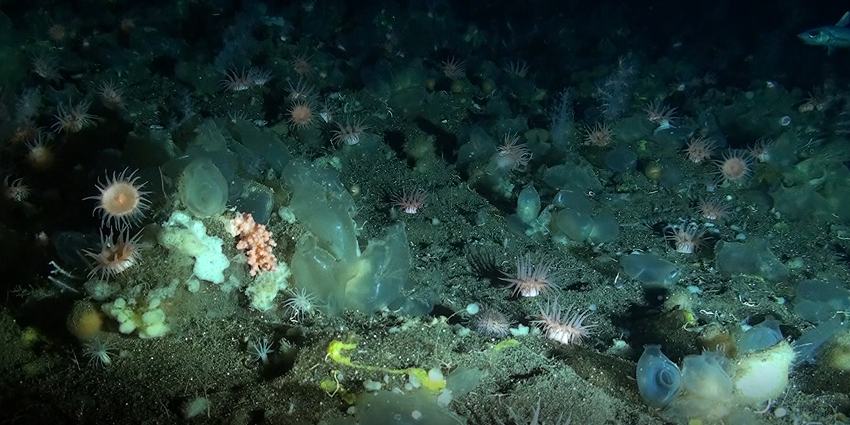 Still from the footage of the deep-sea sponge ground that was collected over a year.